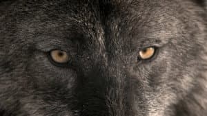 Wild Yellowstone — foto 4