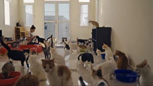 25 Cats from Qatar — foto 1