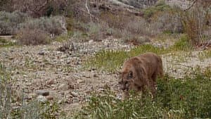 Lassie and the Flight of the Cougar — foto 1