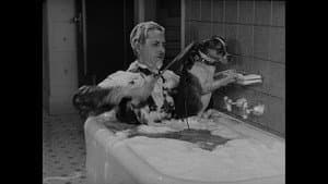 Wonder Dogs! Canine Stars of the Silent Era (1898-1928) — foto 8
