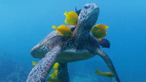 Soul of the Ocean — foto 1