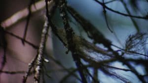 Concerto for Water, Sun and Wilderness — foto 4