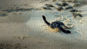 Incredible Animal Journeys — foto 1