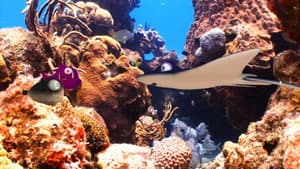 Fishtales — foto 6