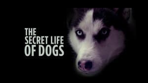 The Secret Life of Dogs — foto 1