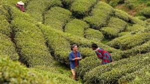 Té negro — foto 8