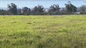 Madrona Marsh — foto 1
