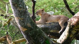 Lion Queen — foto 2