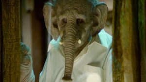 Elefante — foto 1