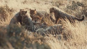 A Cheetah's Pride — foto 1