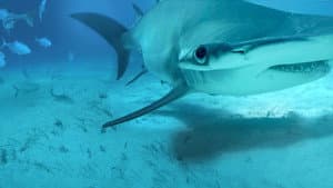 Mega Hammerhead — foto 2
