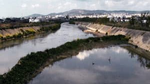 γέννημα θρέμμα Δεντροπόταμος — foto 2