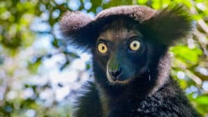 Madagascar's Weirdest — foto 4