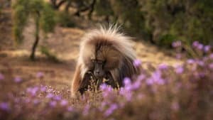 Baboon King — foto 1