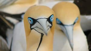 Gannets: The Wrong Side of the Run — foto 3