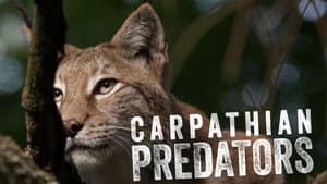 Carpathian Predators — foto 1