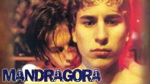 Mandragora — foto 6