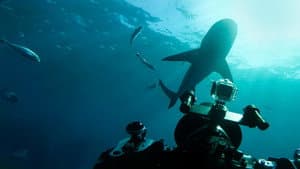 World's Biggest Bull Shark? — foto 2