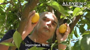 ΑΛΕΥΡΙΝΟ ΤΟ ΣΠΕΡΜΑ ΤΟΥ ΣΥΜΠΑΝΤΟΣ — foto 3