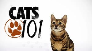 Cats 101 — foto 2