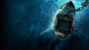6000-LB. Shark — foto 2