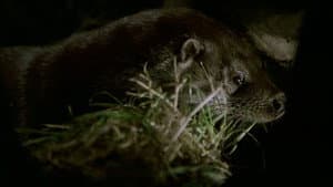 Tarka the Otter — foto 2