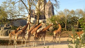 Un zoo à Paris — foto 1