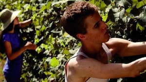 I giorni della vendemmia — foto 1