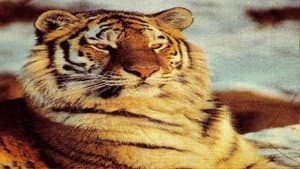 Tigers of the Snow — foto 2