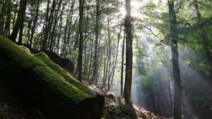 Das grüne Wunder - Unser Wald — foto 2