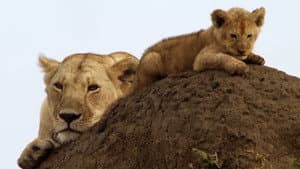 Lions: Africa's Super Power — foto 5