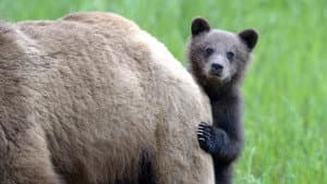 Animal Babies — foto 3