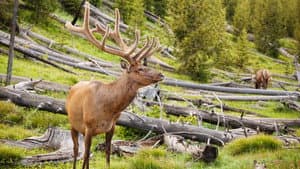 Great Yellowstone Thaw — foto 4
