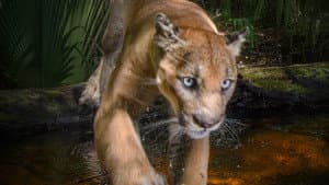 Path of the Panther — foto 1