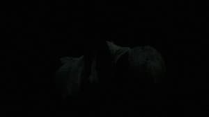 Sleep Has Her House — foto 11