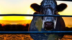 Cowspiracy: El secreto de la sostenibilidad — foto 1
