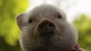 Arlo: The Burping Pig — foto 2