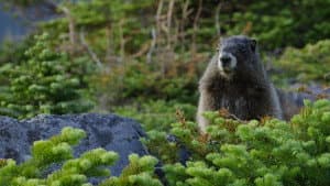 The Mighty Northwest — foto 1