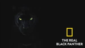 The Real Black Panther — foto 4