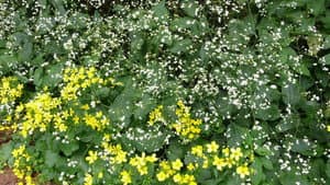 Carol Klein's Plant Odysseys — foto 1