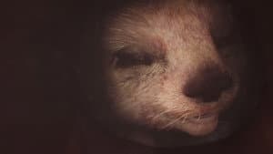 In the Womb: Animal Babies — foto 3