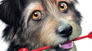 Gabe the Cupid Dog — foto 2