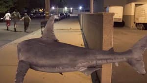 Bad CGI Sharks — foto 3