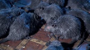 La noche de las ratas — foto 5