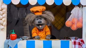 CBeebies Panto: Cinderella — foto 5