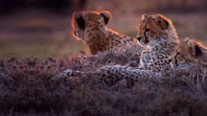 Man Among Cheetahs — foto 3
