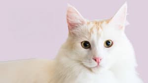 Catwalk 2: The Comeback Cats — foto 3