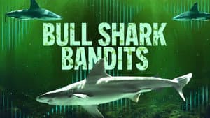 Bull Shark Bandits — foto 5