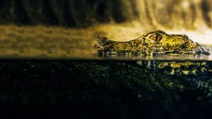 Crocodiles Revealed — foto 6