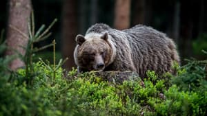 Wilde Slowakei — foto 1